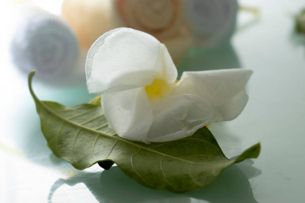 istock Flores blancas y amarillas 1493889975