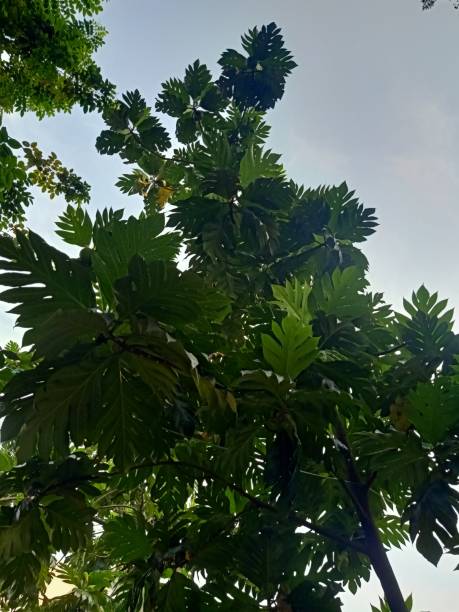 istock A breadfruit tree with green leaves against the blue sky 1493891187