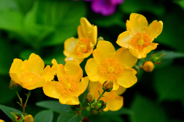 Hypericum, a flowering plant, is in a group of about 400 plants and, among them, Hypericum Hidcote is one of the most common cultivated varieties of them, producing a large number of medium-sized yellow flowers in May and June. Native to East Asia, it is evergreen in most winters.