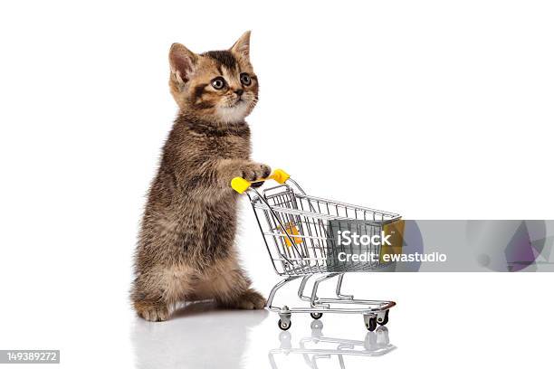 British Cat With Shopping Cart Isolated On White Kitten Osolate Stock Photo - Download Image Now