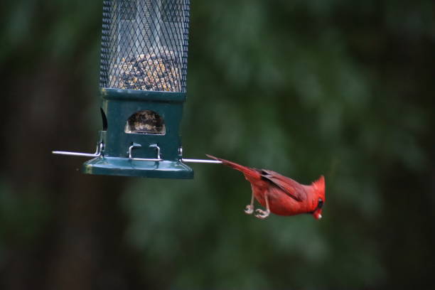 pájaro cantor cardenal del norte macho rojo en vuelo desde posarse en la cerca de jardín de metal negro y comedero para pájaros. - beak biology bird multi colored fotografías e imágenes de stock