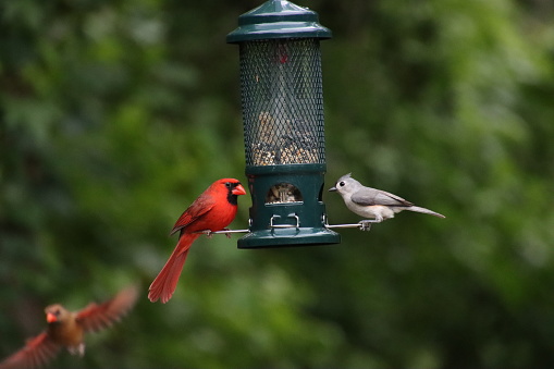 Red male northern cardinal songbird and crested titmouse bird perched on feeder with female cardinal in flight in green tree background.
