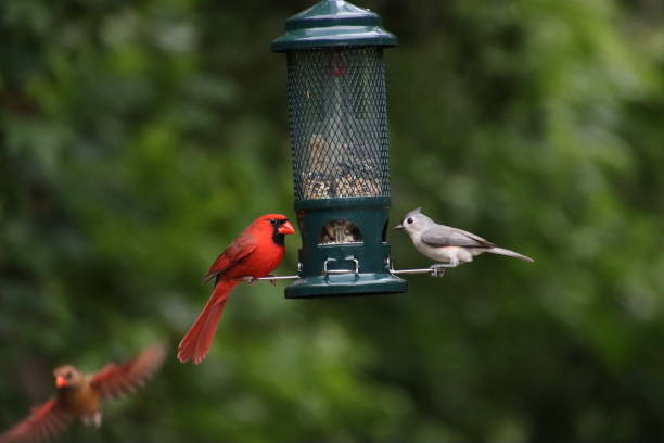 Red male northern cardinal songbird and crested titmouse bird perched on feeder with female cardinal in flight in green tree background. Red male northern cardinal songbird and crested titmouse bird perched on feeder with female cardinal in flight in green tree background. three red cardinals stock pictures, royalty-free photos & images