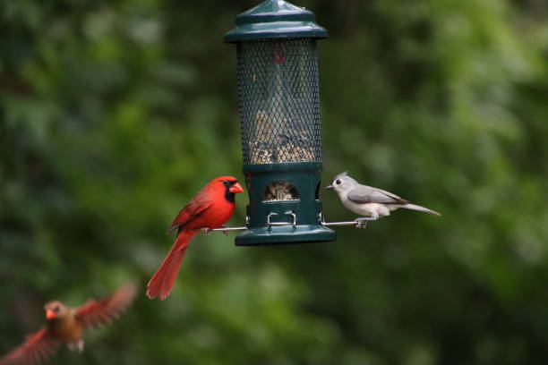 Red male northern cardinal songbird and crested titmouse bird perched on feeder with female cardinal in flight in green tree background. Red male northern cardinal songbird and crested titmouse bird perched on feeder with female cardinal in flight in green tree background. songbird stock pictures, royalty-free photos & images