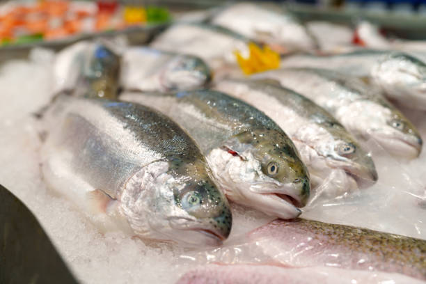 Fresh Murray cod (Maccullochella peelii) fish freezing on the ice at a fish market, is a large Australian predatory freshwater fish of the genus Maccullochella in the family Percichthyidae.