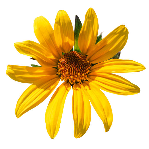 Detail of a calendula arvensis, is a species of flowering plant in the daisy family known by the common name field marigold. Selective Focus
