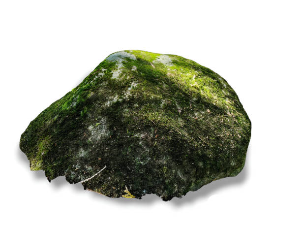 A close-up of a stone covered in moss isolated on white background