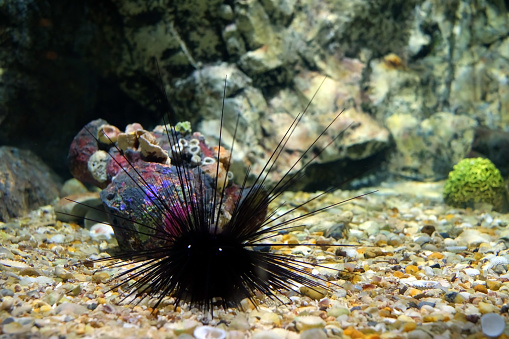 Close up black sea urchin or long spines sea urchin an exotic water animal shown in aquarium