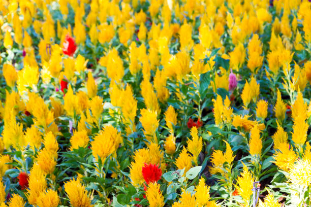Yellow chrysanthemum flower close up photo.