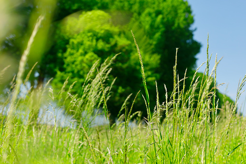 Close up of grass with a part cut lawn.  Long grass on the left with freshly mown short grass on the right