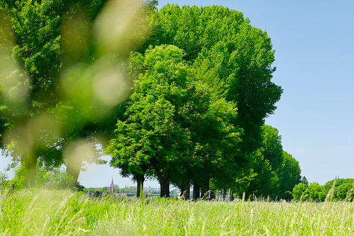 Flowering grasses along an avenue of trees along the River Rhine