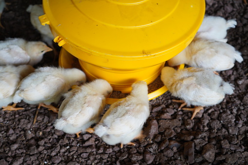 Breeding poultry.  chicks eating compound feed from special feeders. Food production industry