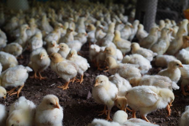 istock Pretty small chick laying on the ground at farm. 1493901392