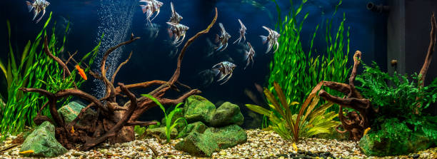 aquarium d’eau douce avec chicots, pierres vertes, poissons tropicaux et plantes aquatiques. poisson-ange marbré bleu. - hobbies freshwater fish underwater panoramic photos et images de collection