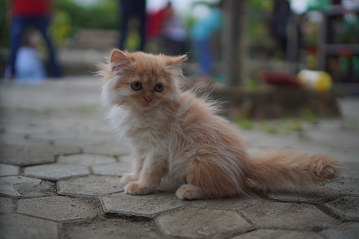 Cute beautiful cat