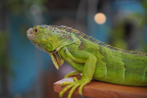 green iguana Iguana iguana, also known as the American iguana or the common green iguana, is a large, arboreal, mostly herbivorous species of lizard of the genus Iguana.