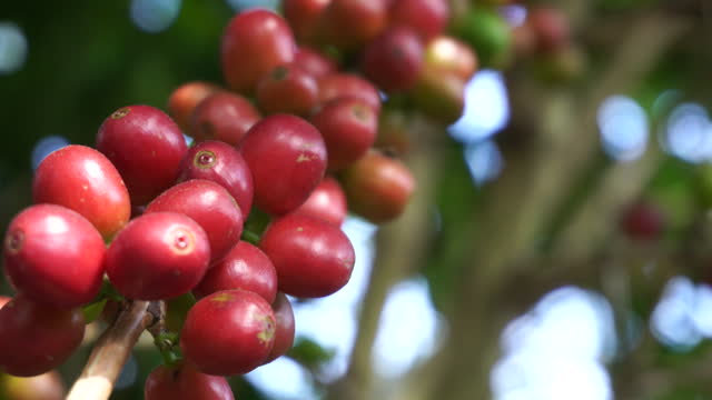 Ripe Red coffee bean berry plant fresh seed coffee tree growth in green eco organic farm. Close up red ripe seed robusta arabica berries harvest for coffee garden. Fresh coffee bean green leaf bush.