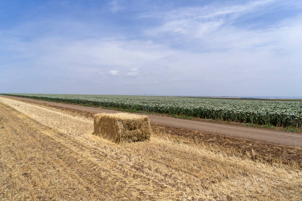 istock Organic garlic fields, super food spice 1493905665
