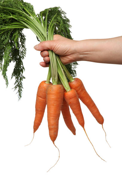 istock Fresh organic carrots with the leaves still attached. 1493907113