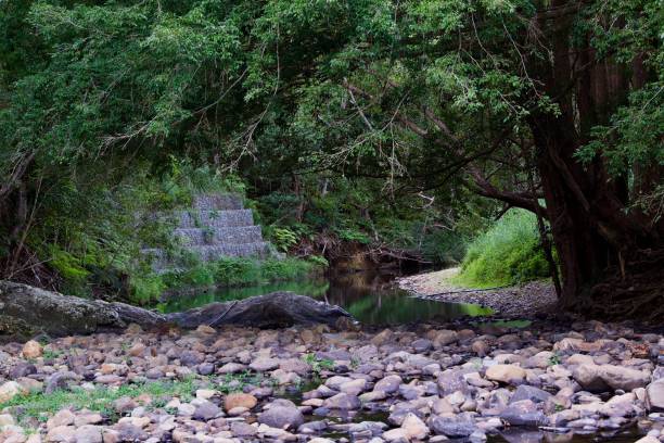 istock Green Leaf reflections, Currumbin Rock Pools, Gold Coast 1493911234