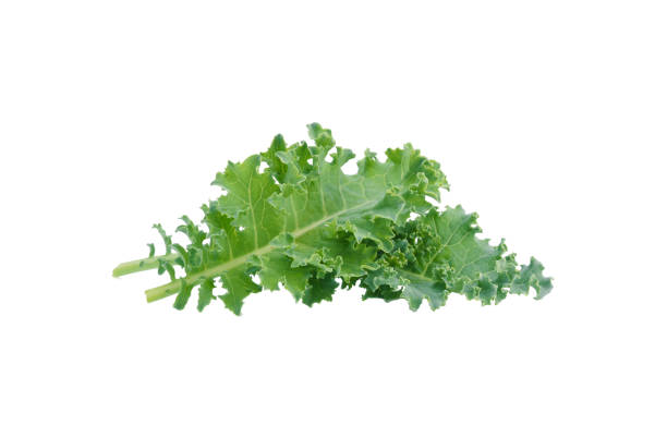 istock Creative layout made of kale on white background 1493913797