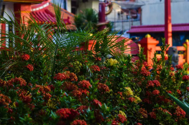 Red And Yellow Flower Garden Of Jungle Flame Flower Or Ixora Coccinea Basking In The Evening Light
