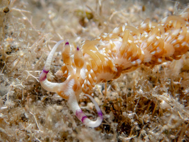 istock Chinese Dragon Nudibranch 1493914094