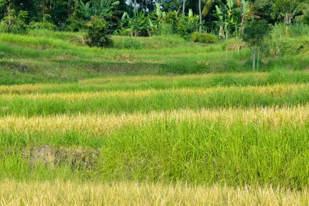Natural View Yellowing Rice Fields And Green Grass On The Embankments In The Village Agricultural Area