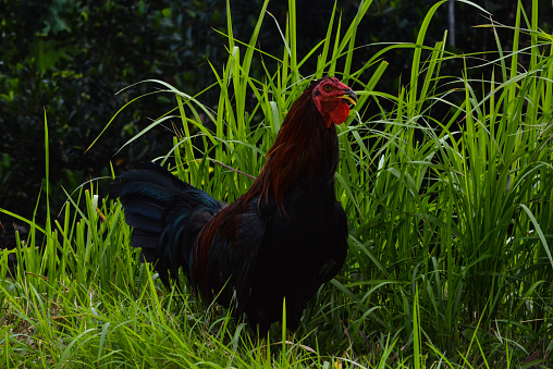 Close Up A Rooster Looking Towards The Camera Amidst The Field Of Tall Grass In The Village Farming Area