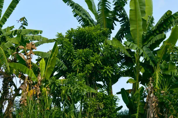 Natural Fresh Green View Of Banana Leaves And Other Trees In The Agricultural Area At The Village