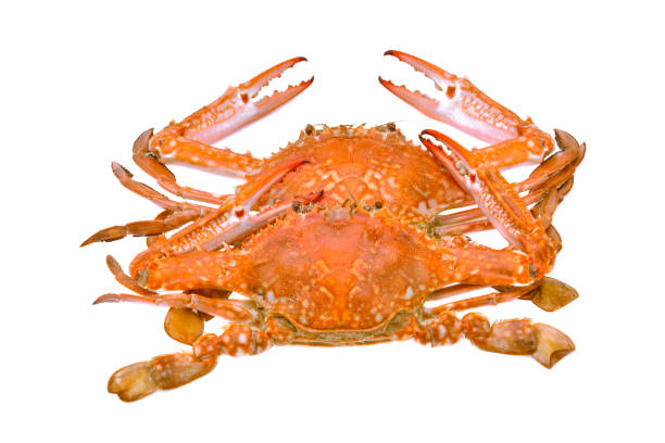 istock crab steamed seafood isolated on white background 1493914415