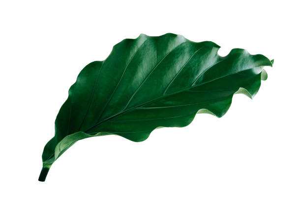 istock Green leafy plant. Branches of leaves isolated on white background. Cutting path. 1493915752