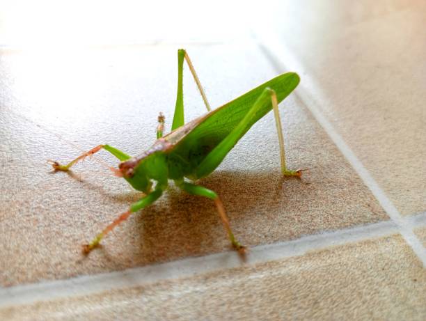 brown grasshopper on the ground