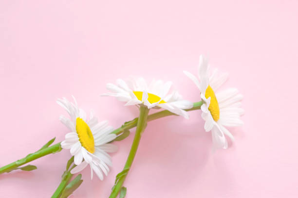 istock Fresh daisies on a pale pink background. Pastel pink background and light daisies with a yellow core. Large close-up daisies, copyspace. 1493917097