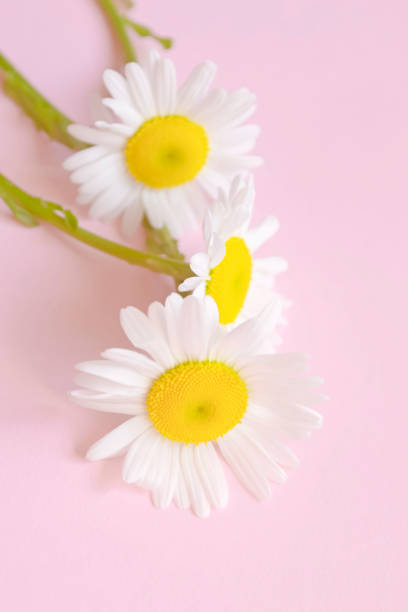 istock Fresh daisies on a pale pink background. Pastel pink background and light daisies with a yellow core. Large close-up daisies, copyspace. 1493917143