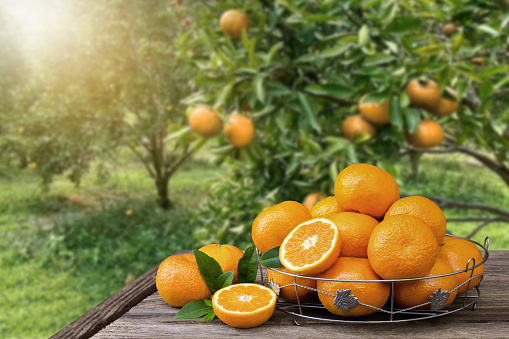 Orange fruit in basket on wooden table with oranges tree in garden blur background.