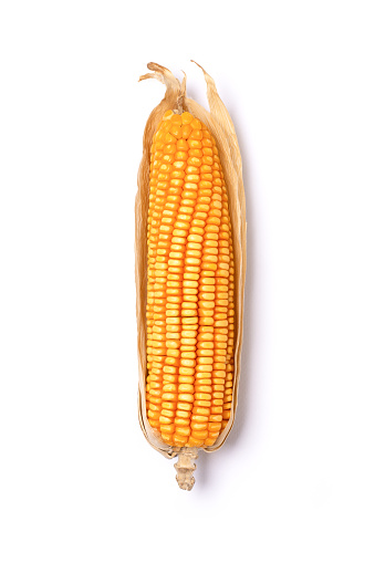 Dry corn cob isolated on white background with clipping path, top view, flat lay.