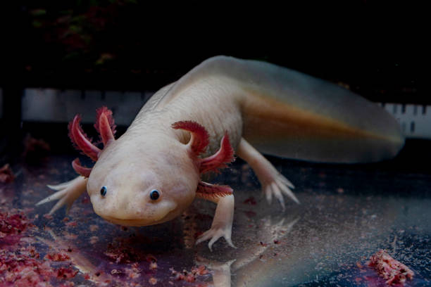 istock Ambystoma mexicanum, axolotl feeding 1493920869