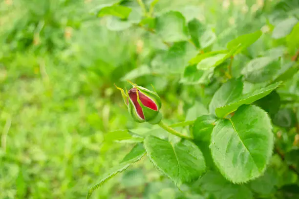 Against the background of greenery, a bud of a red rose stands out. A beautiful rose has released a bud. Red rosebud.