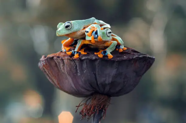 Dumpy frog sitting on a plant, Javan Frog,