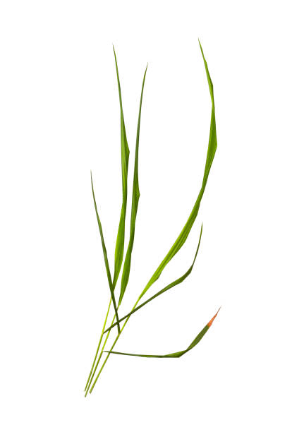 istock bunch of green grass Isolated on white background 1493926366