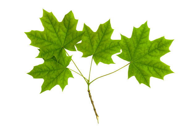 Maple branch with green leaves, isolated on white background. With clipping path