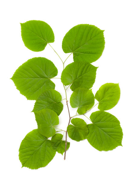 istock Fresh green leaves branch isolated on white background 1493926397