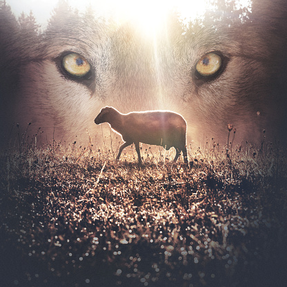 A graphic illustration showing a sheep walking in the field and the face of a wolf in the background