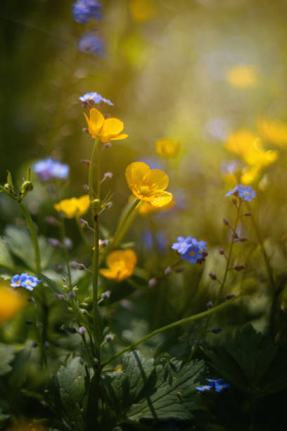 istock Summer meadows with blooming wildflowers 1493927567