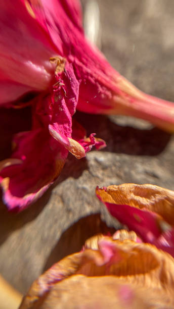 istock close, macro, flower petals, colorful, nature 1493929493