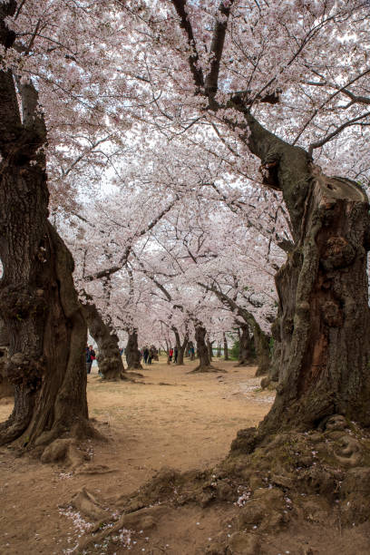 istock Cherry Blossom Tunnel in Washington, D.C 1493930136