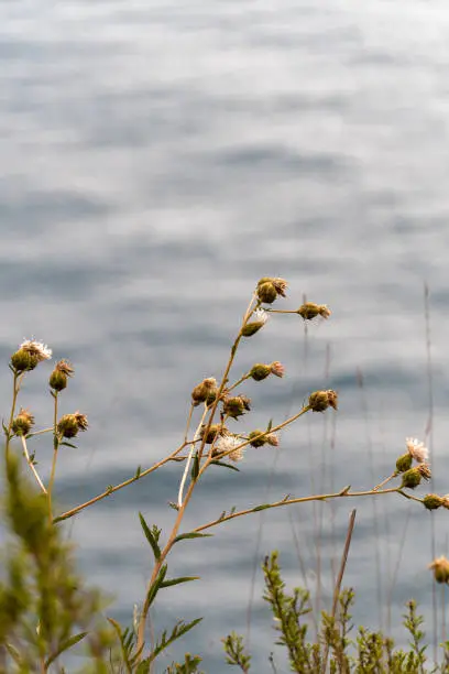 Closeup, wildplants with the sea on background