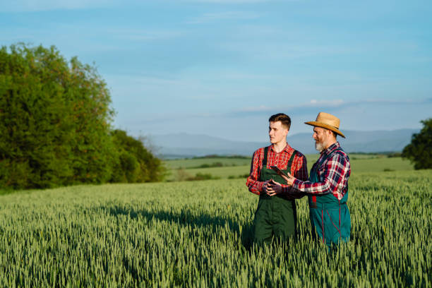 istock Two farmers working together in the wheat field 1493931816