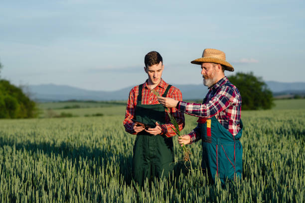 istock Two farmers examining wheat crops in the wheat field 1493931822